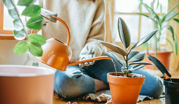 آبیاری گیاهان یک هفته قبل از جابجایی و حمل گیاهان