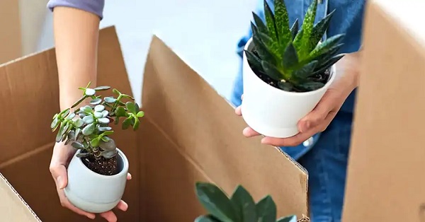 گذاشتن گلدان ‌های کوچک داخل جعبه