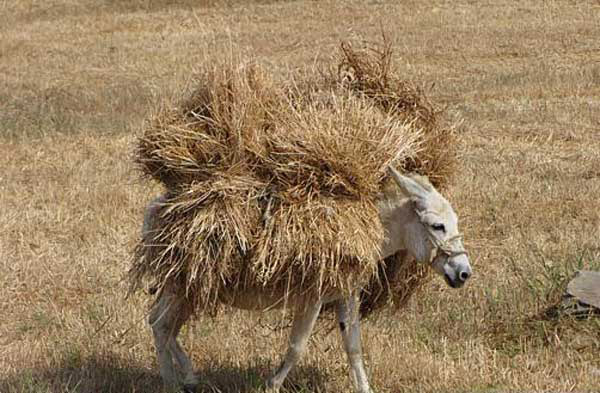 حمل‌ بار زمینی از طریق حیوانات